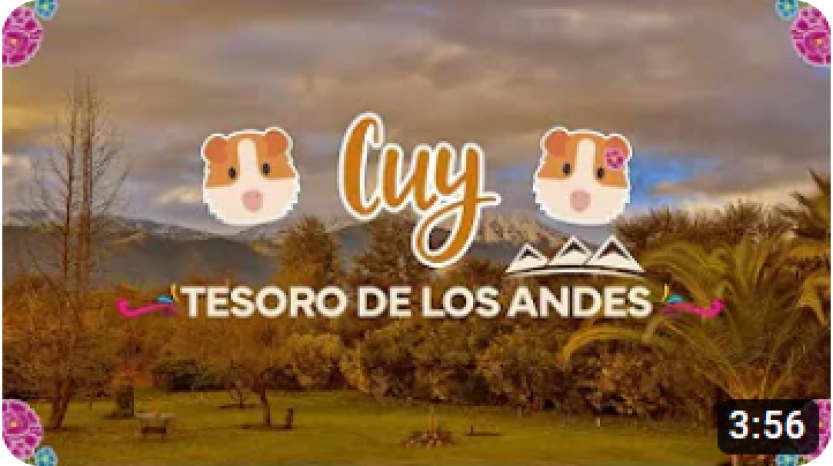 EL CUY: TESORO DE LOS ANDES – HUANCAHUASI